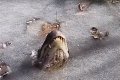 Do alligators hibernate in North Carolina