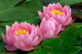 What is water lily flower