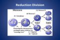 Which event makes meiosis a Reductional division